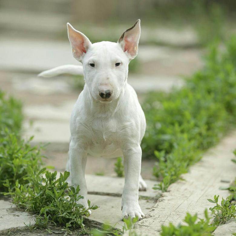 Миниатюрный бультерьер: описание породы собак с фото и видео