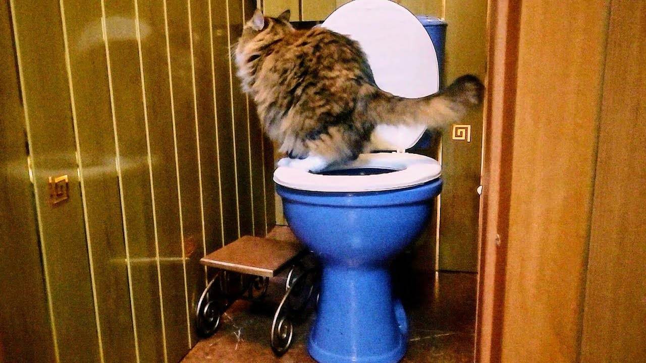 Как приучить к туалетному лотку старшую кошку