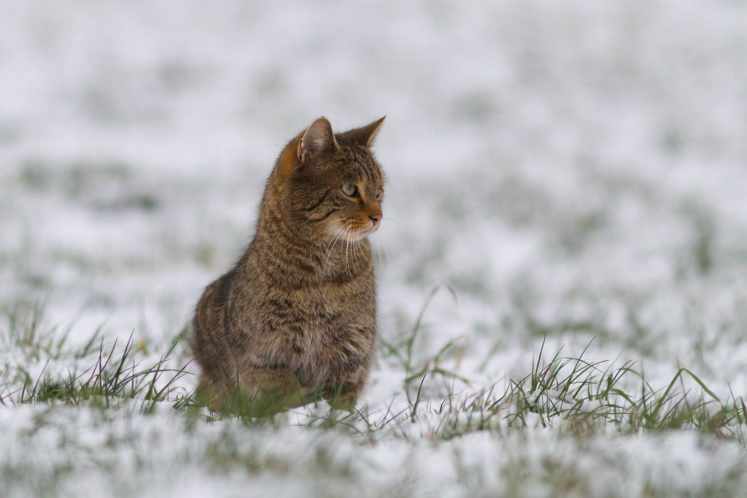 Норвежская лесная кошка: фото, описание породы, характер, здоровье, уход и содержание