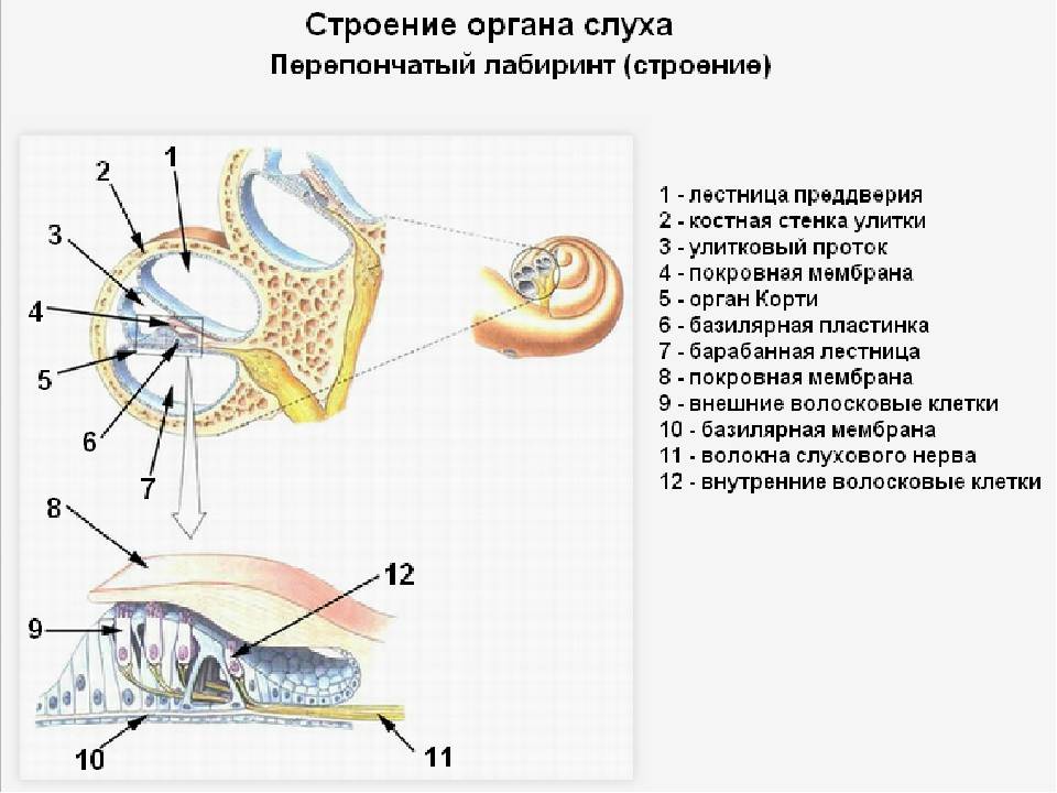 Какой цифрой на рисунке обозначен слуховой нерв