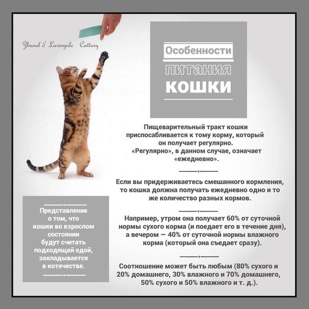 Какие корма для кошек рекомендуют ветеринары: обзор кормов, рейтинг, составы, советы по выбору - animallist.ru
