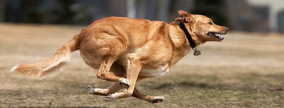 Почему собака грызет свой хвост: причины и лечение странного поведения