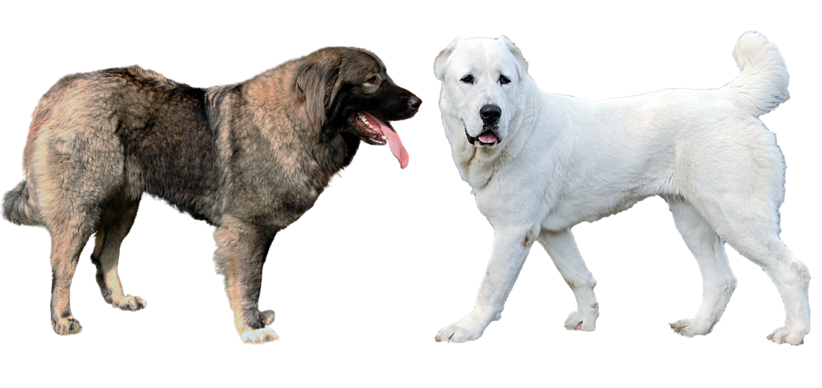 Алабай: фото взрослых собак и щенков, стандарт породы, описание разновидностей, варианты окраса и сравнение роста с человеком