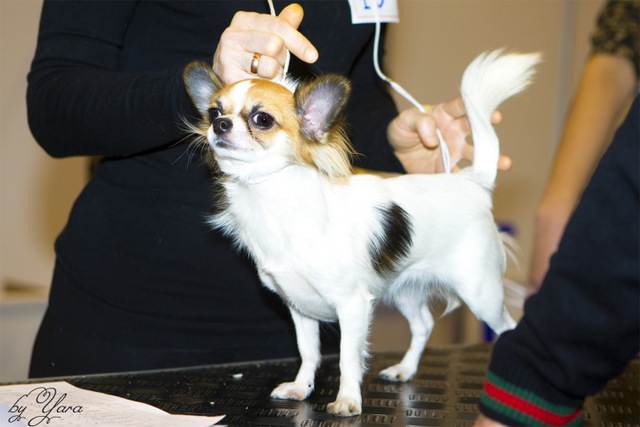 Чихуахуа: варианты стрижек для миниатюрных собак