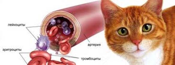 Лучшие способы лечения микоплазмоза у кошки: опасно ли заболевание для людей