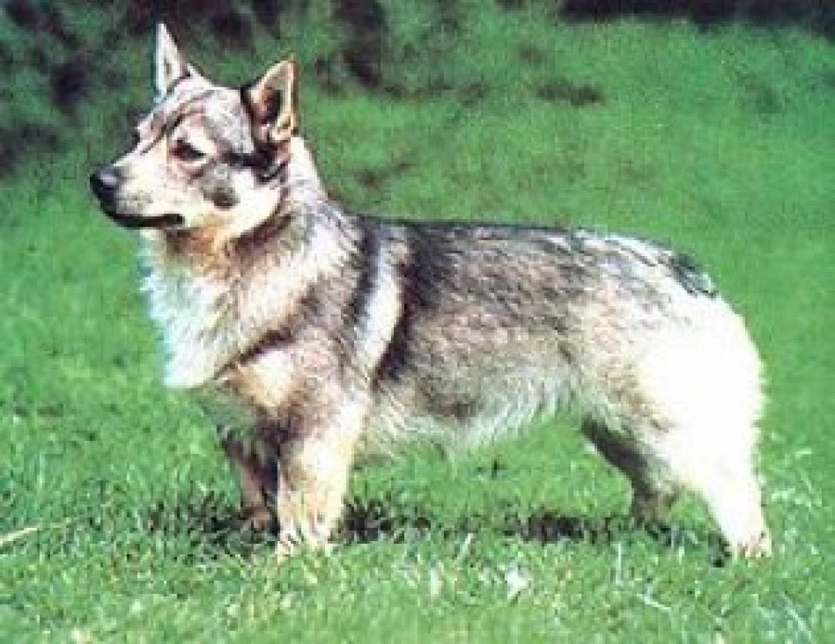 Шведский вальхунд (вестготский шпиц): опсиание породы собак с фото и видео