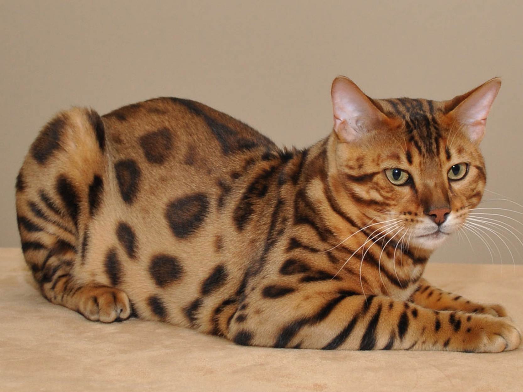 Самые красивые в мире: топ-10 самых популярных пород кошек