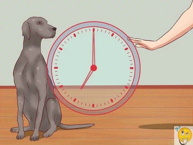 Как научить собаку команде "фу"?