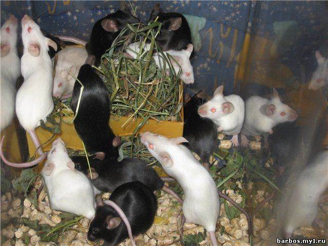 Домовые мыши: описание, виды и фото, способы борьбы :: syl.ru