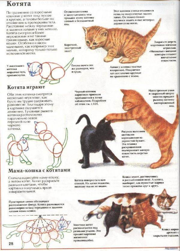 До какого возраста растут коты и кошки разных пород