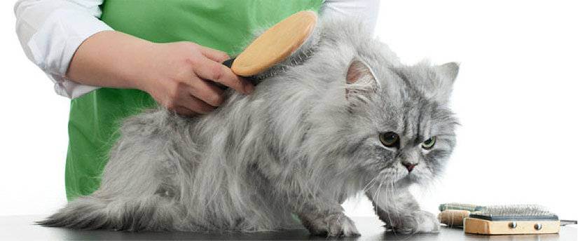 Чем вычесывать кошку чтобы не было шерсти в доме: во время линьки, короткошерстную, пуходерка,