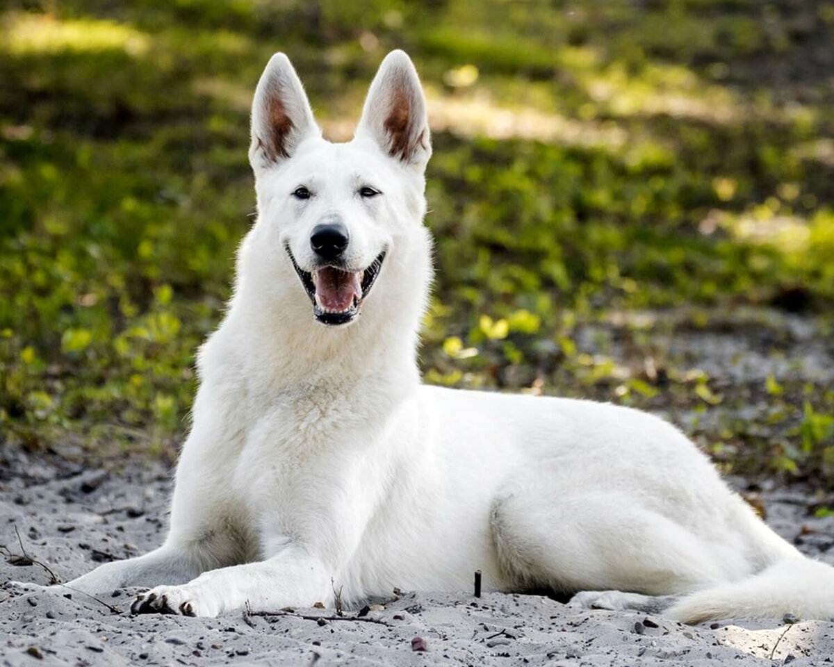 Белая швейцарская овчарка: характеристика породы, описание и фото
