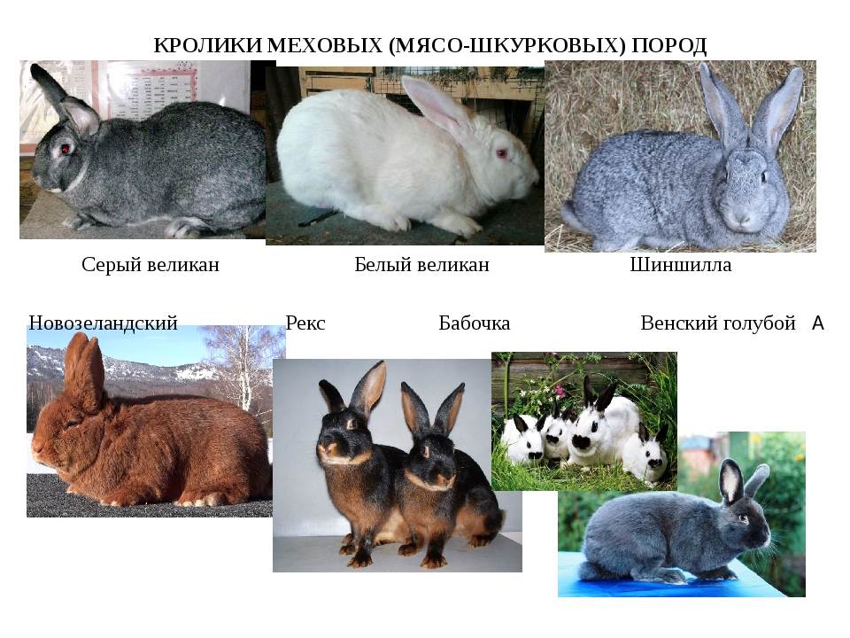 Кролик серый великан: описание породы и особенности разведения