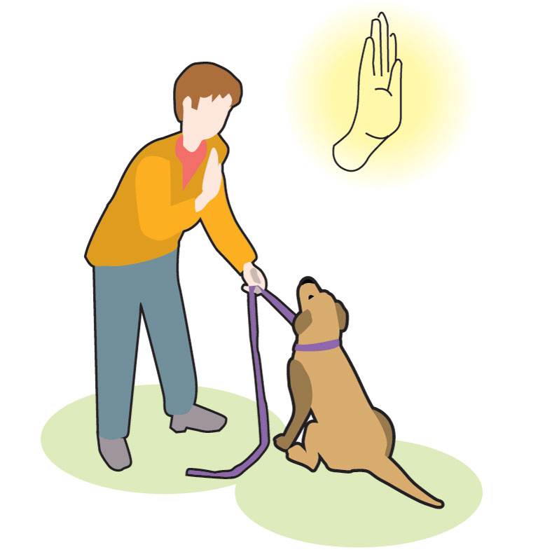 Как приучить щенка к поводку и ошейнику