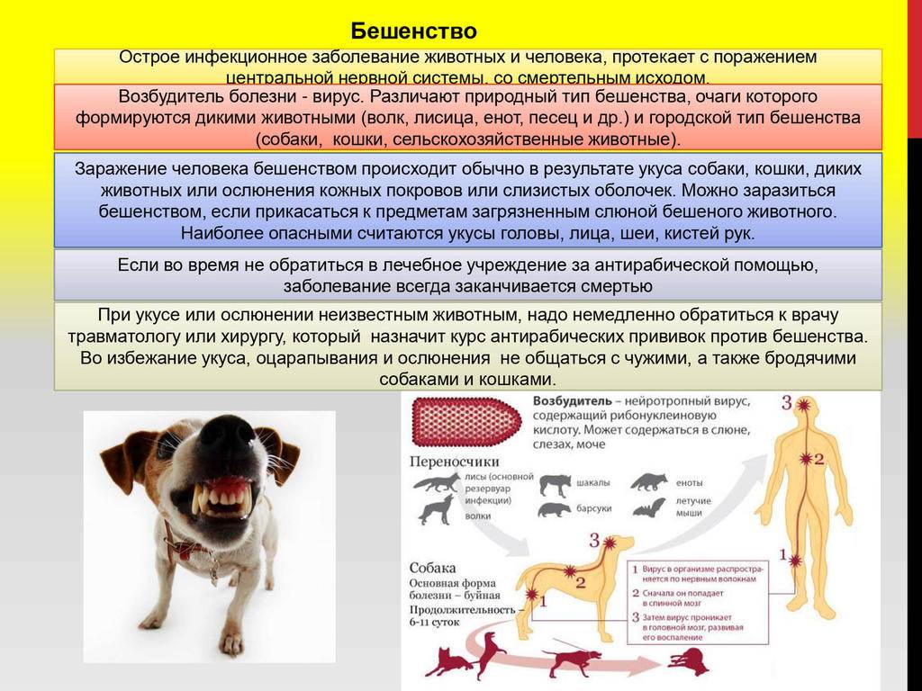 ᐉ ожоги - как лечить у собак - ➡ motildazoo.ru