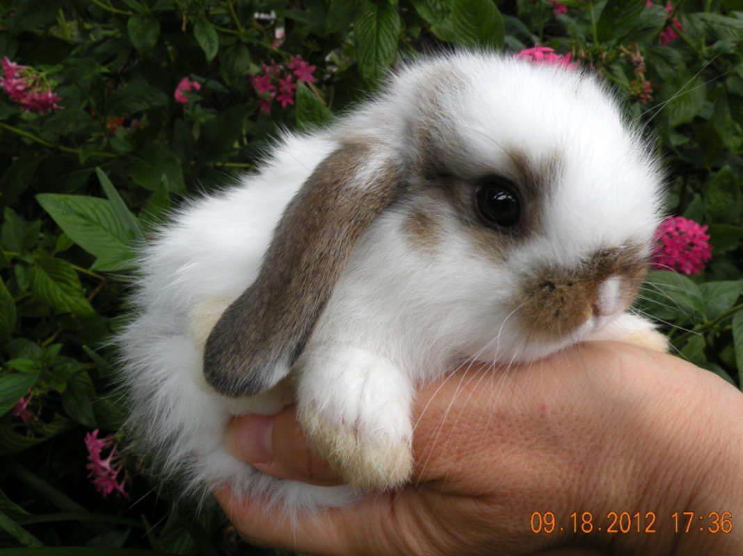 Топ-10 самых маленьких карликовых кроликов домашних пород в рейтинге zuzako