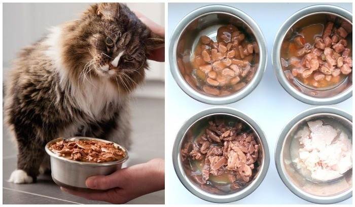 Можно ли кормить кошку сухим и влажным кормом одновременно, как их правильно совмещать?