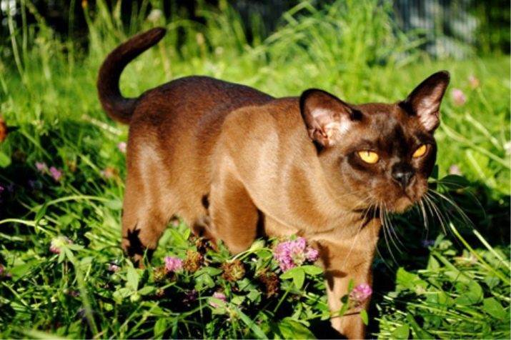 Бурманская порода кошек