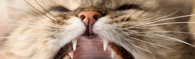Смена зубов у вашего котенка