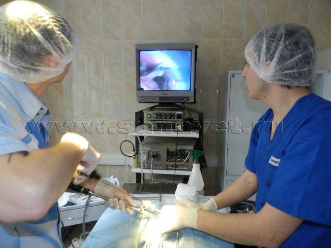 Круглосуточная ветеринарная клиника в подольске. cтерилизация кошек лапароскопическим методом