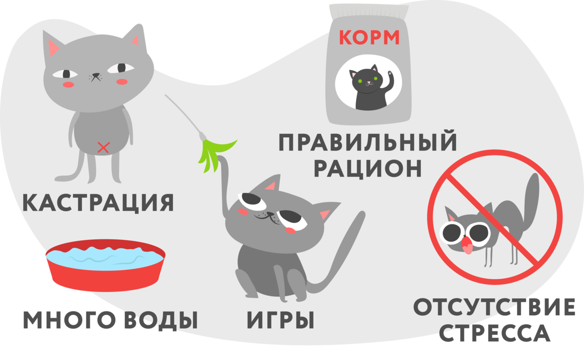 Цистит у кошек и котов [руководство по лечению]