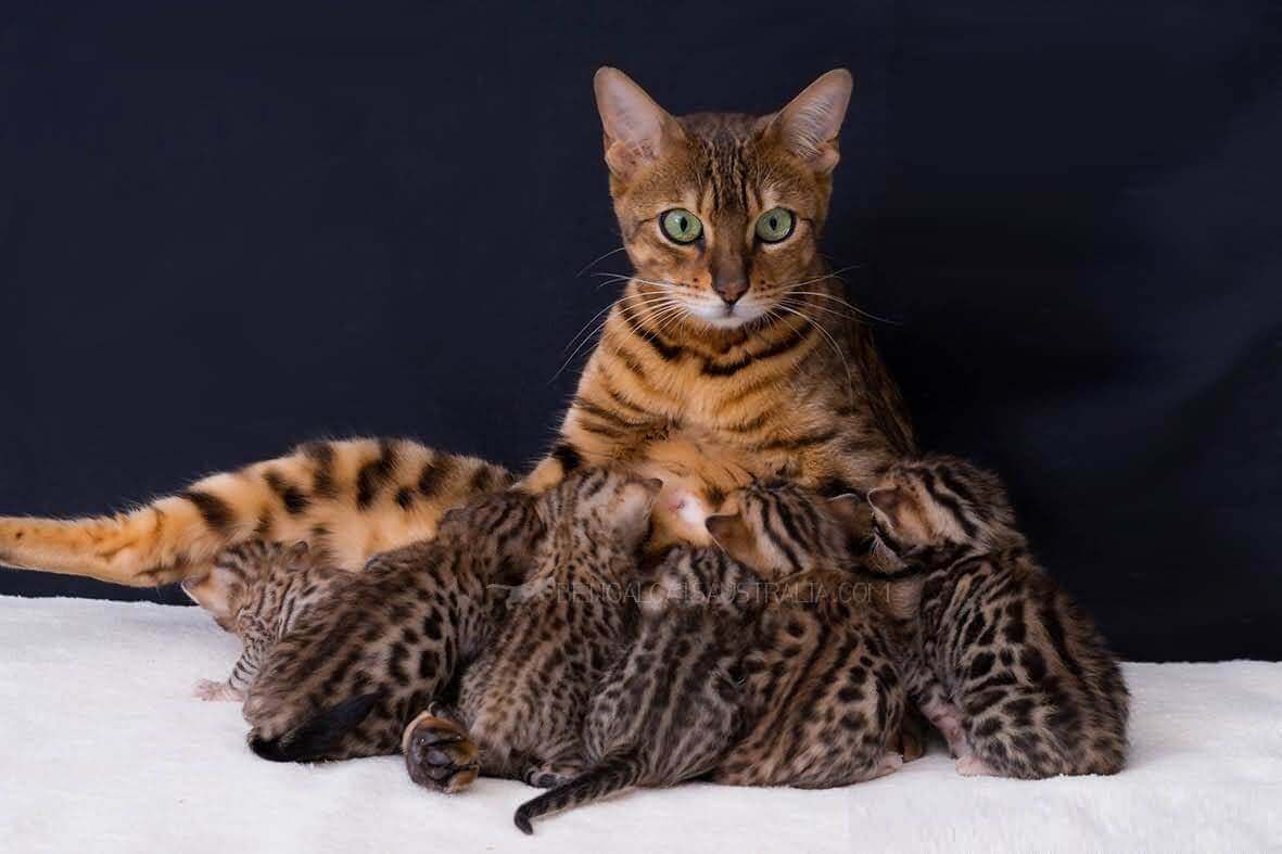 Бенгальская домашняя кошка: фото, описание породы, цена кота “леопарда”