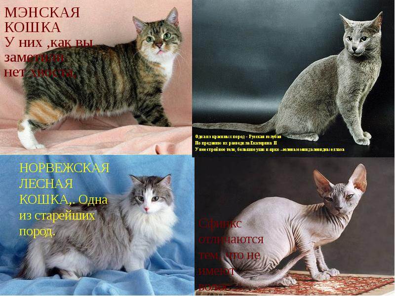 Пиксибоб кошка: описание породы, характер, сколько стоит котенок пиксибоб