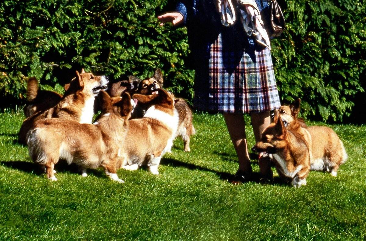 Любимая собака английской королевы фото