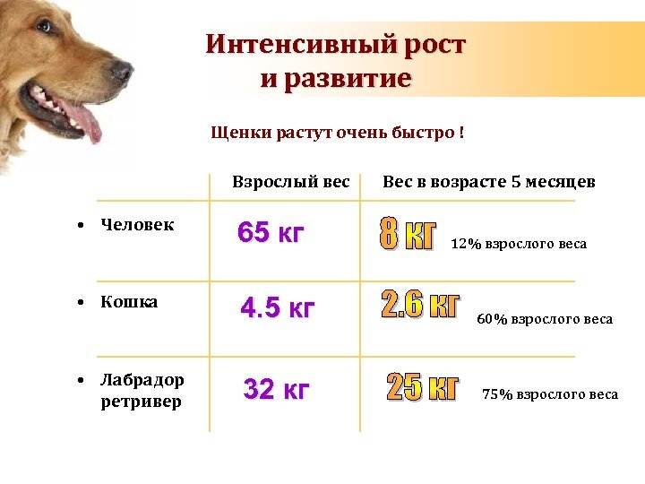 Продолжительность жизни собаки в домашних условиях – сколько живут дворняжки?