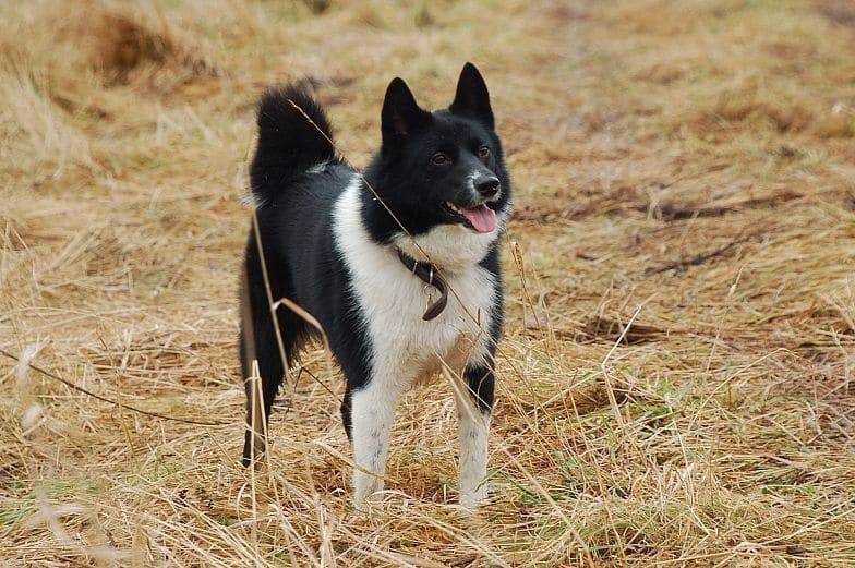 Русско-европейская лайка — фото, описание породы собак, особенности характера