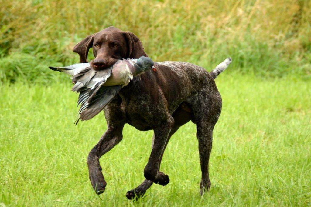 Описание породы курцхаар: основные правила содержания и дрессировки охотничьей собаки