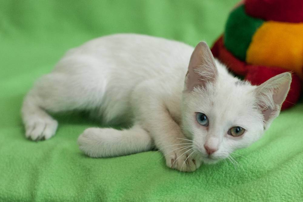 Белая кошка - какая это порода? кошка белая с голубыми глазами :: syl.ru