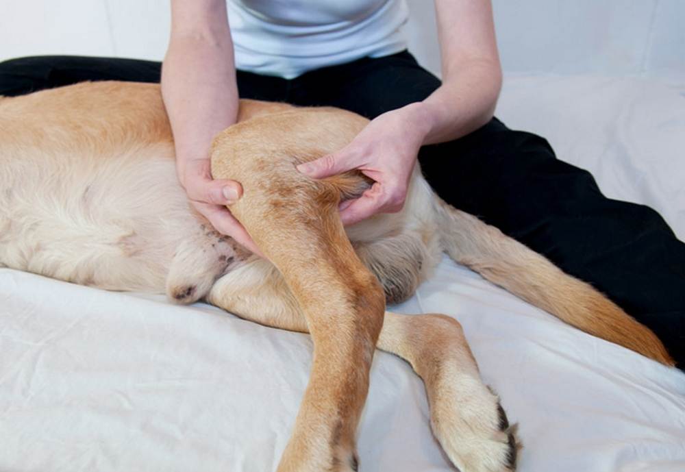 Почему у собаки отказывают задние лапы: все о параличе конечностей