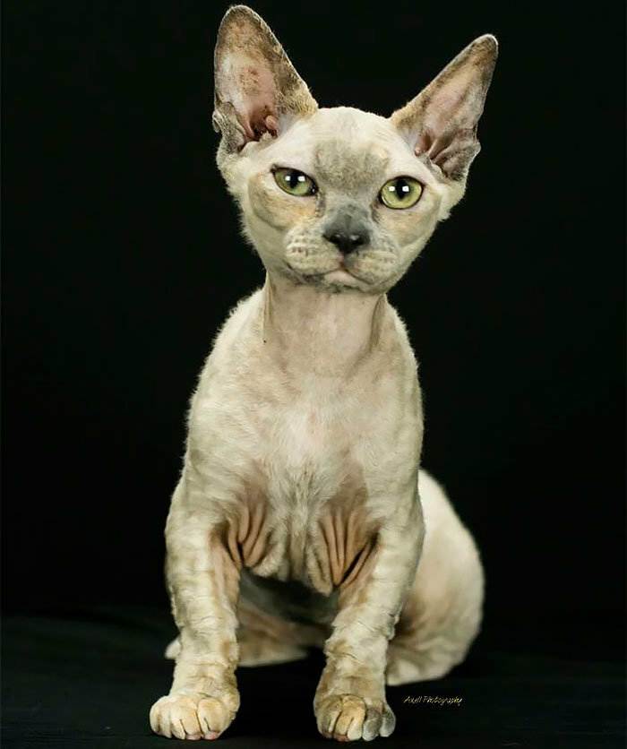 Манчкин кошка: фото, описание породы, цена