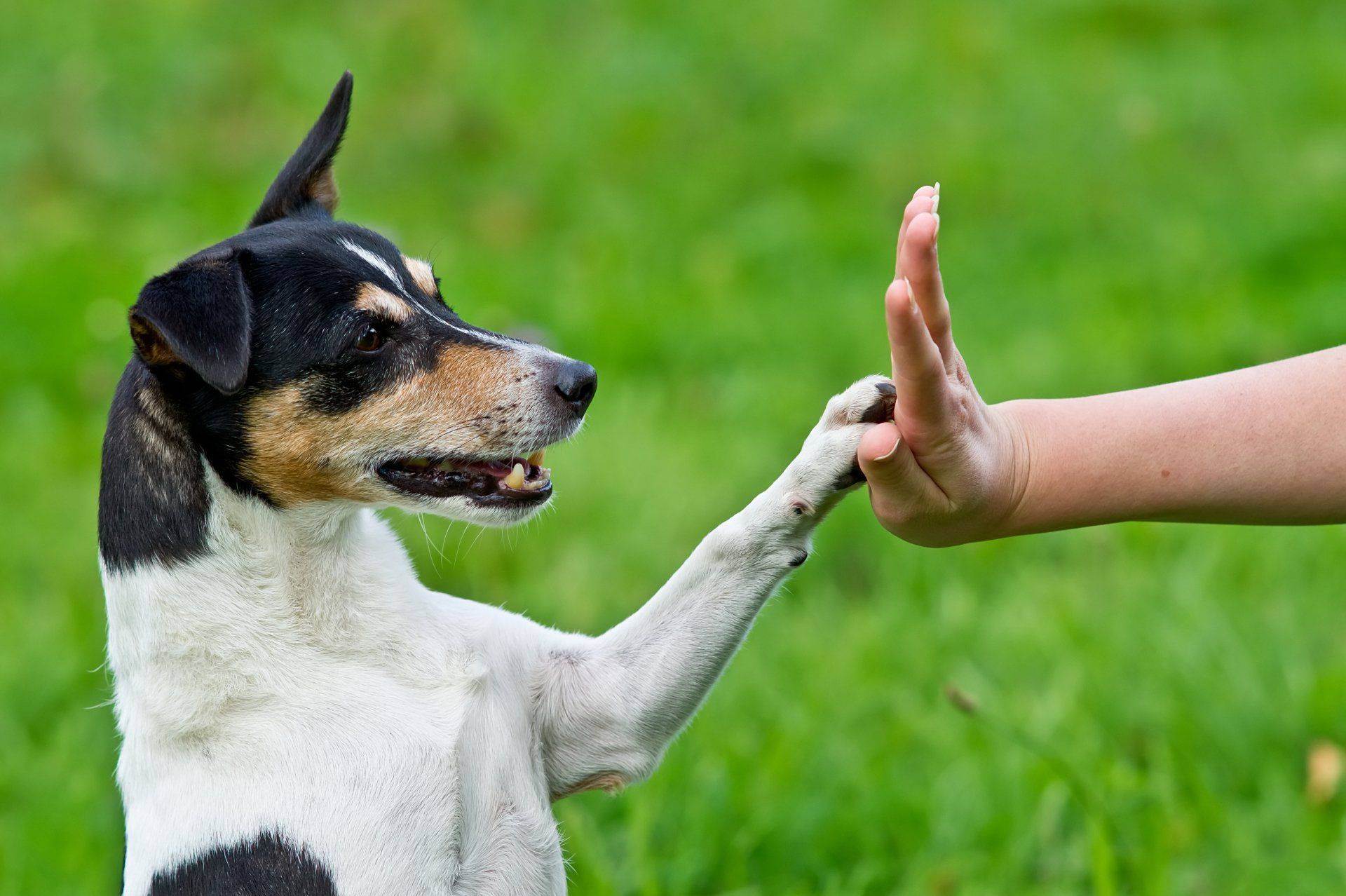 Как собака выбирает хозяина и как понять, кто для нее является лидером