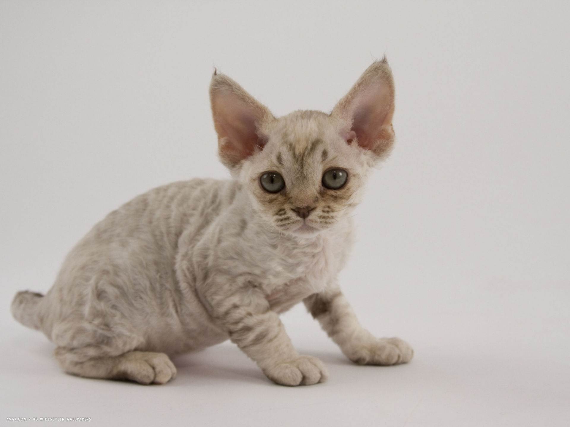 Гипоаллергенные породы кошек: фотографии и названия