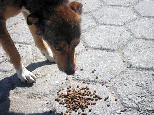 Собака ест землю: разбираемся в «нормальности» поведения