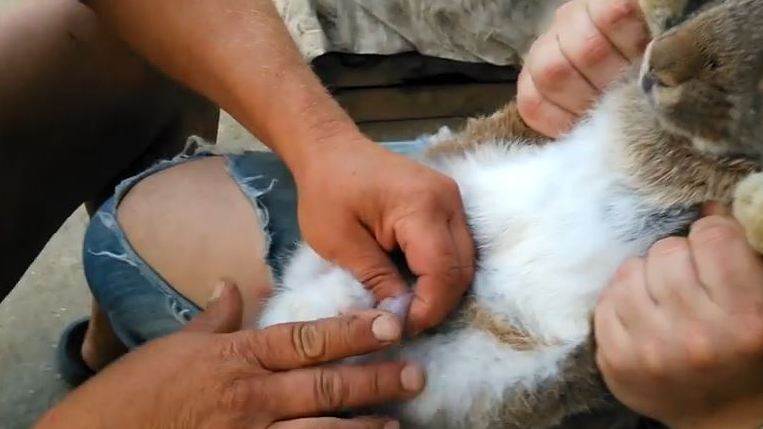 Кастрация кроликов своими руками: техника проведения операции