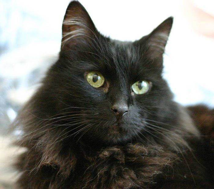 Йоркская шоколадная кошка: описание внешнего вида, характер и поведение, уход и кормление, фото породы, отзывы владельцев