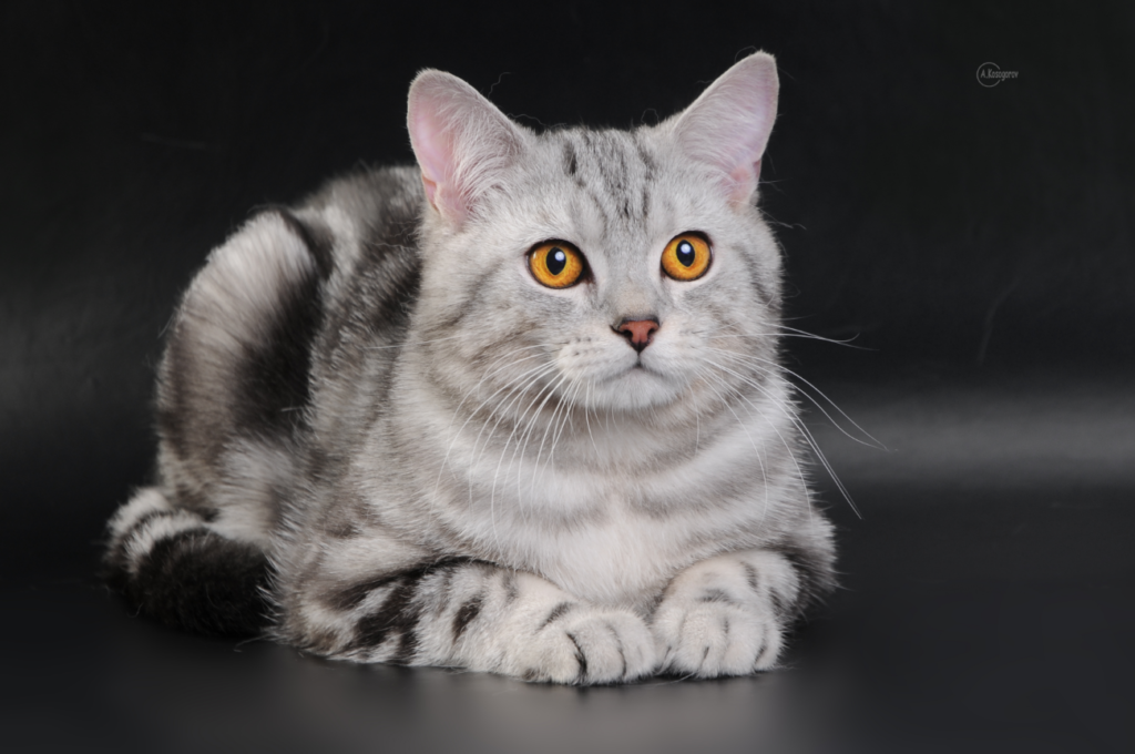 Шотландская прямоухая кошка (скоттиш страйт): 85 фото, описание, окрас, характер кошек
