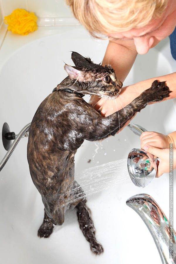 Как помыть кота? как помыть кота первый раз :: syl.ru