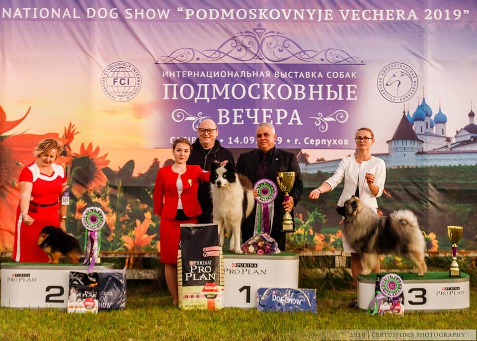 Zooпортал.pro :: выставка собак всех пород ранга сас г. калининград «новогодний кеннел бал - 2021»