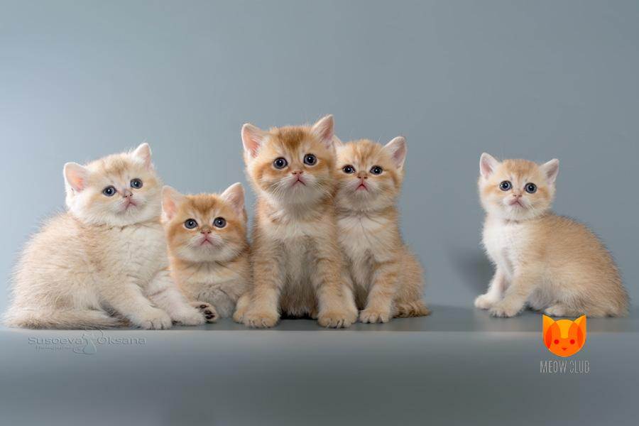 Британские кошки: разновидность породы, секреты популярности - мир кошек