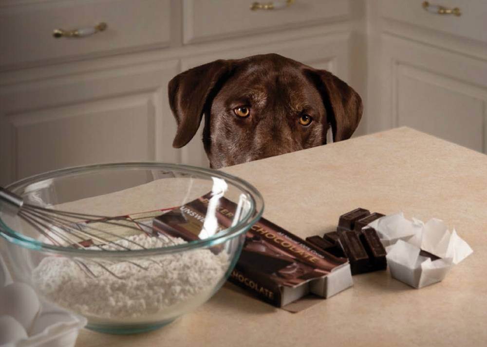 Шоколад яд для собак. или почему собакам нельзя шоколад