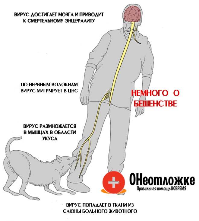 Симптомы бешенства у человека после укуса собаки
симптомы бешенства у человека после укуса собаки