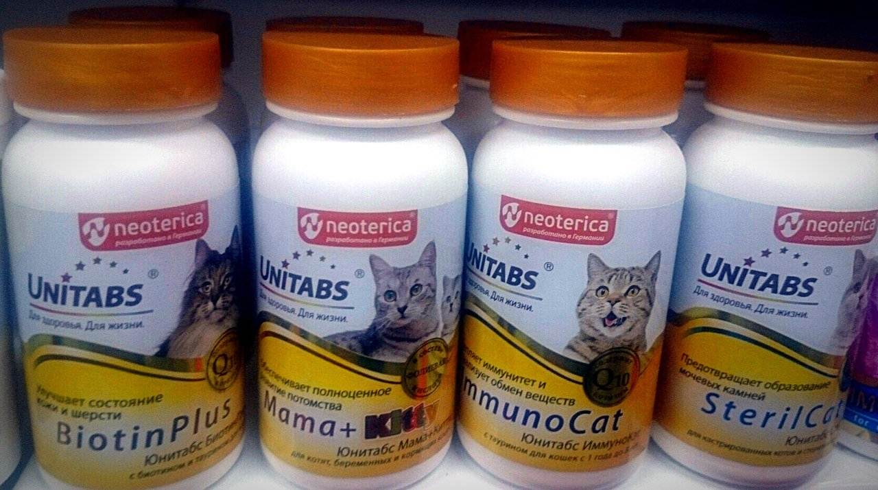 Витамины для кошек: группы, инструкция по применению