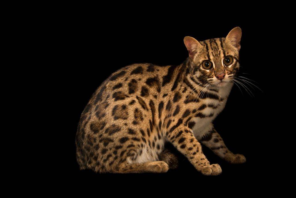 Как называется порода кошек похожих на леопарда?