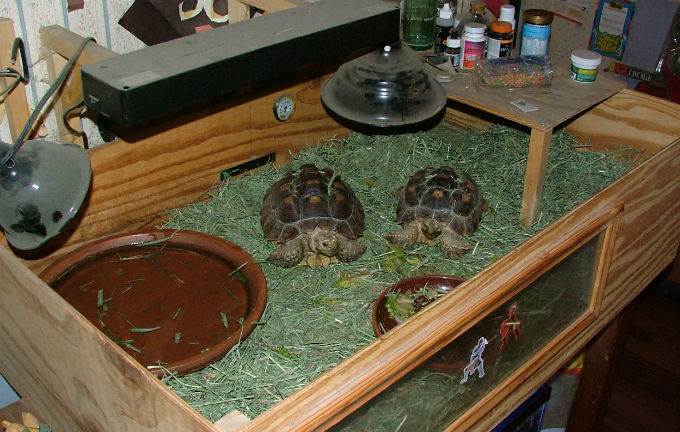 Черепаха сухопутная: содержание сухопутной черепахи в домашних условиях