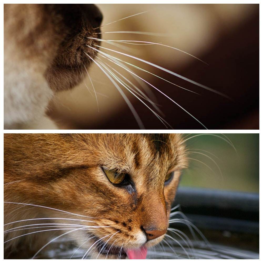 Почему у котенка или взрослой кошки ломаются и выпадают усы, что делать: причины явления