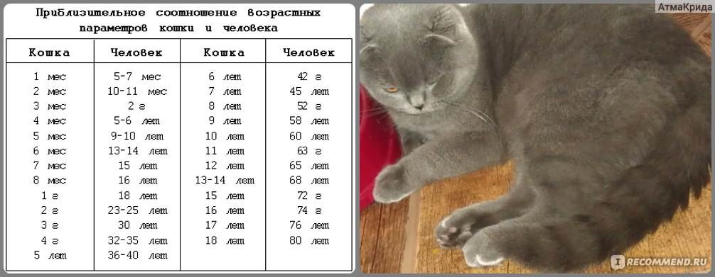 Возраст кошки по человеческим меркам - калькулятор онлайн, конвертер